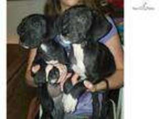 Great Dane Puppy for sale in Boulder, CO, USA