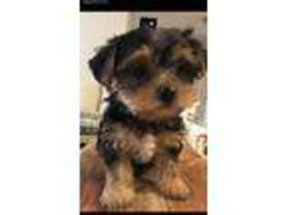 Yorkshire Terrier Puppy for sale in West Covina, CA, USA