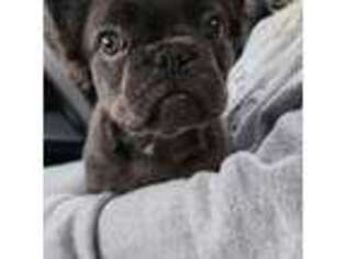 French Bulldog Puppy for sale in Tiverton, RI, USA