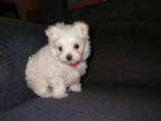 Maltese Puppy for sale in North Fort Myers, FL, USA
