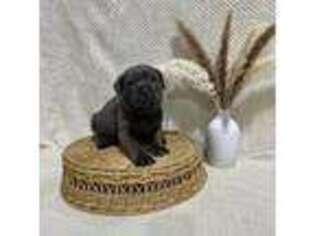 Cane Corso Puppy for sale in Finger, TN, USA