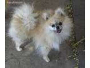 Pomeranian Puppy for sale in Garden City, KS, USA