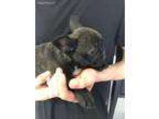 French Bulldog Puppy for sale in Belle Glade, FL, USA