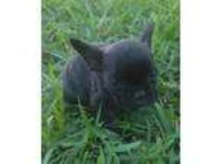 French Bulldog Puppy for sale in Pearland, TX, USA