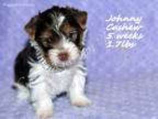 Yorkshire Terrier Puppy for sale in Gainesville, FL, USA