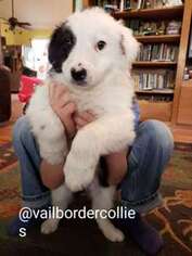 Border Collie Puppy for sale in Rainier, WA, USA
