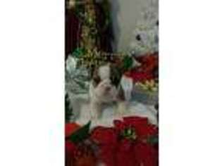 Bulldog Puppy for sale in Newport, VA, USA