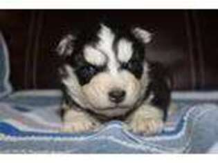 Siberian Husky Puppy for sale in Boone, NC, USA