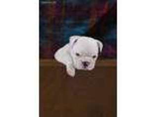 Bulldog Puppy for sale in Spanaway, WA, USA