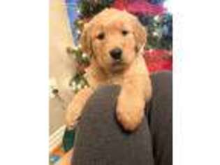Golden Retriever Puppy for sale in Nixa, MO, USA
