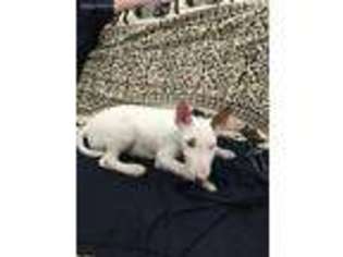 Bull Terrier Puppy for sale in New York, NY, USA