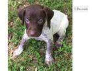 German Shorthaired Pointer Puppy for sale in Springfield, MO, USA