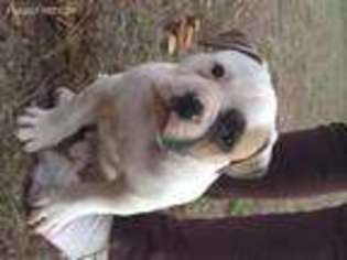 American Bulldog Puppy for sale in Tarrytown, GA, USA