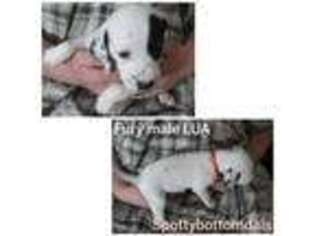 Dalmatian Puppy for sale in La Salle, IL, USA