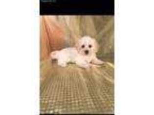 Cavachon Puppy for sale in Joice, IA, USA