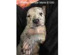 Great Dane Puppy for sale in Sioux Falls, SD, USA