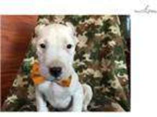 Dogo Argentino Puppy for sale in Lancaster, PA, USA