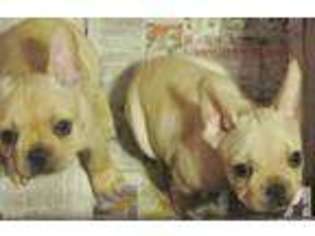 French Bulldog Puppy for sale in NEW SALISBURY, IN, USA