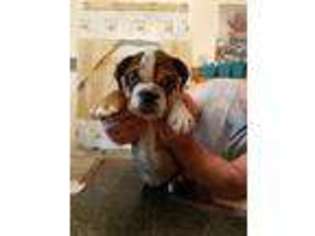 Bulldog Puppy for sale in Greensburg, KY, USA