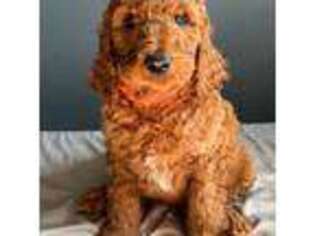 Goldendoodle Puppy for sale in Monroe, MI, USA