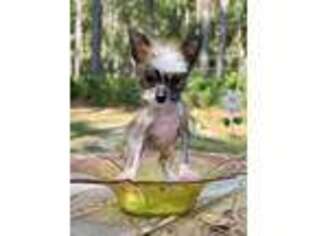 Chinese Crested Puppy for sale in Alma, GA, USA