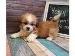 Mutt Puppy for sale in Beaver Springs, PA, USA