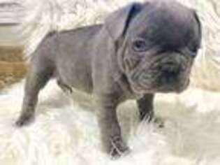 French Bulldog Puppy for sale in Madison, MS, USA