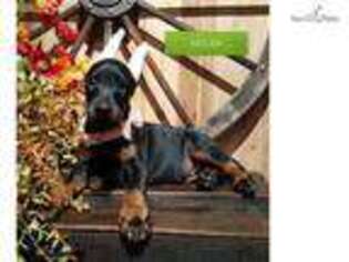 Doberman Pinscher Puppy for sale in Lancaster, PA, USA