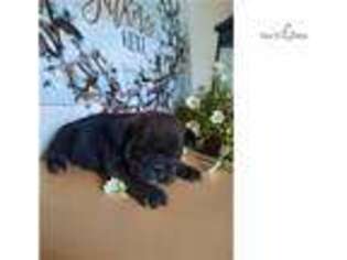 Puggle Puppy for sale in Canton, OH, USA