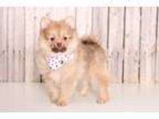 Pomeranian Puppy for sale in Butler, OH, USA