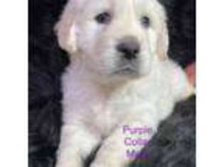 Golden Retriever Puppy for sale in Arlington, TN, USA