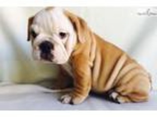 Bulldog Puppy for sale in Charlotte, NC, USA