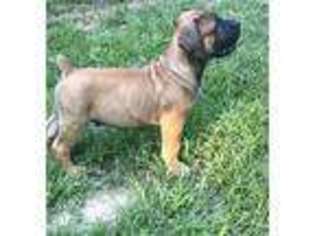 Boerboel Puppy for sale in Livingston, TX, USA