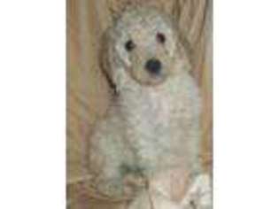 Mutt Puppy for sale in HILTON, NY, USA