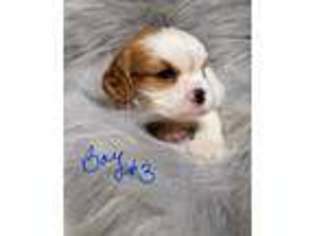 Cavalier King Charles Spaniel Puppy for sale in Kress, TX, USA