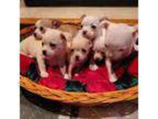Chihuahua Puppy for sale in Prior Lake, MN, USA