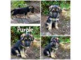 German Shepherd Dog Puppy for sale in Sandy, OR, USA