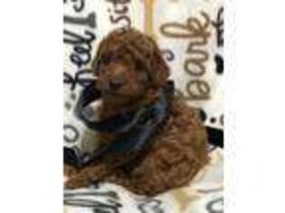Mutt Puppy for sale in Cedar, MN, USA