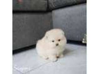 Pomeranian Puppy for sale in Novi, MI, USA