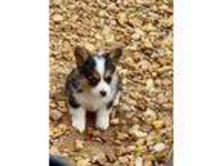 Pembroke Welsh Corgi Puppy for sale in Bowdon, GA, USA