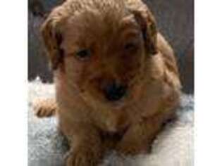 Goldendoodle Puppy for sale in Mcminnville, TN, USA