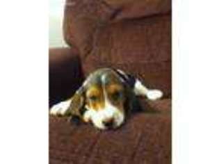 Basset Hound Puppy for sale in Reedsville, PA, USA