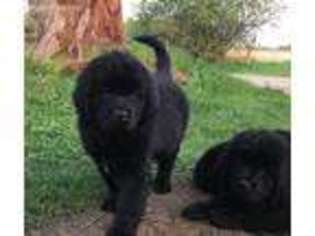 Newfoundland Puppy for sale in Falmouth, MI, USA