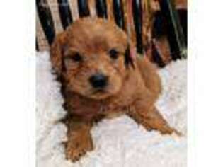 Labradoodle Puppy for sale in Grafton, WV, USA