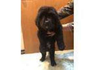 Newfoundland Puppy for sale in Kent, WA, USA