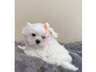 Maltese Puppy for sale in Roseville, CA, USA