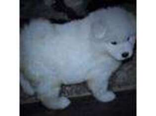 Samoyed Puppy for sale in Bossier City, LA, USA