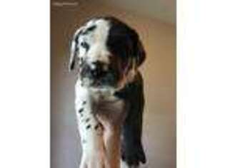 Great Dane Puppy for sale in Albertville, AL, USA