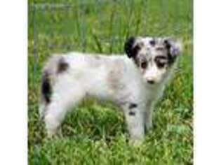 Border Collie Puppy for sale in Douglass, KS, USA