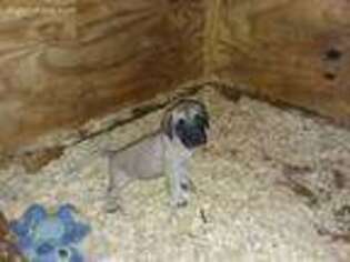 Mastiff Puppy for sale in Milton, FL, USA